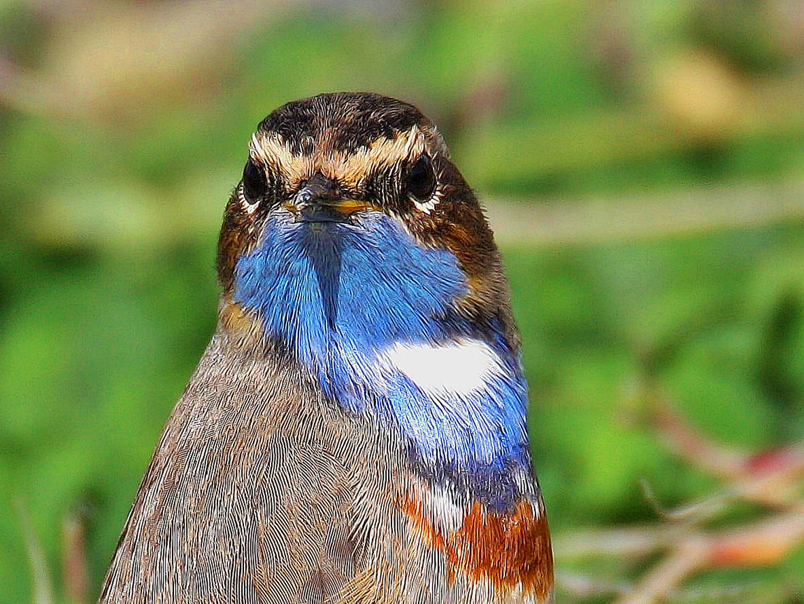 Bluethroat